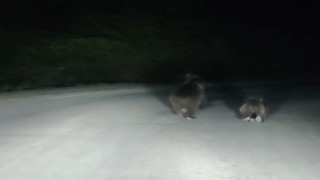 Seyir halindeki otomobilin önüne ayı çıktı