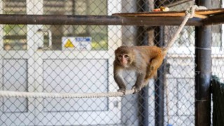 Şiddet mağduru maymun Mersinde koruma altına alındı