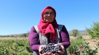 Şifa bulduğu meyvenin üretimi için şehir değiştirdi, 2009 fidanla şifa dağıtacak