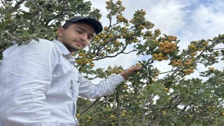 Şifa deposu alıçta hasat başladı: Kilogram fiyatı 200 TLden alıcı buluyor