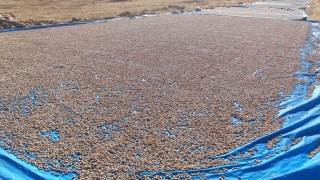 Siirt fıstığı işleme çalışmaları sürüyor