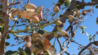 Siirt fıstığında rekolte yüzde 80 düştü