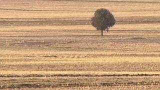 Silopide bir kişi arazide ölü bulundu