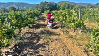 Simavda bağlarda Üzüm Survey çalışmaları