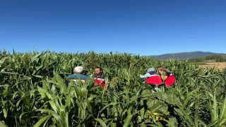 Simavda hasat kontrolleri