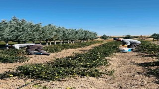 Sincan Belediyesi, organik sebze ve meyveleri ihtiyaç sahiplerine ulaştırıyor