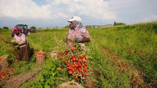 Sındırgıda domates hasadı depreme rağmen devam ediyor