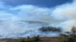 Sındırgıda orman yangını