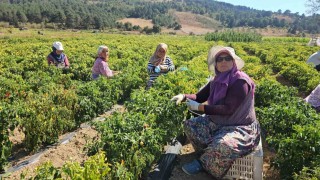 Sındırgıda sarı altında hasat zamanı
