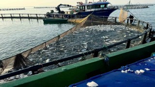 Sinop, Türk somonunda zirvede