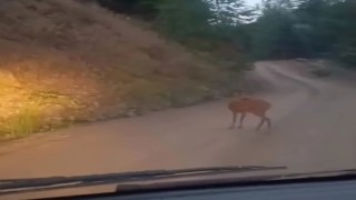Sinopta yol ortasında dinlenen karaca kameraya yansıdı