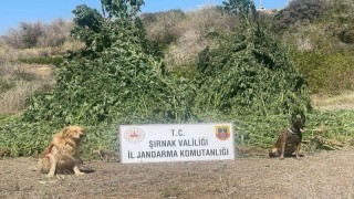 Şırnakta 11 milyon liralık kaçakçılık olayı önlendi