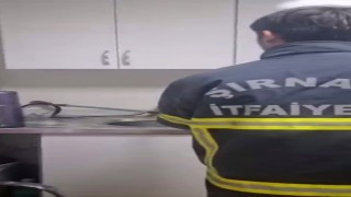 Şırnakta iş yerinde yılan paniği