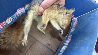 Şırnakta yaban hayvanları tedavi altına alındı