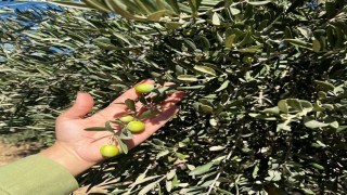 Şırnakta zeytin rekoltesi için ilk veriler toplandı