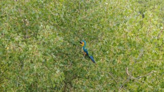 Sivaslıların Rusça konuşan papağanla imtihanı