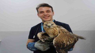 Sivasta kanadından vurulan kızıl şahin, tedavi altına alındı