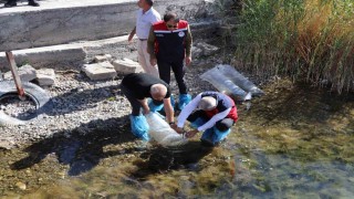 Sivastaki göller yavru balıklarla buluştu