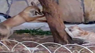 Sokak kedisi ile tilkinin birlikte oyun oynadığını görenlerin yüzlerini güldürdü