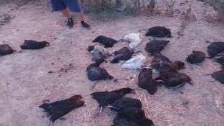 Sokak köpekleri 25 tavuğu telef etti