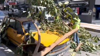 Sökede ağaç dalı park halindeki aracın üzerine düştü