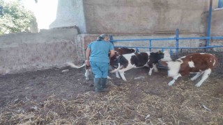 Sökede hayvan sağlığı için aşılama çalışmaları devam ediyor