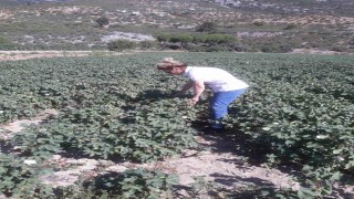 Sökede zararlı popülasyonunda artış gözlemlendi