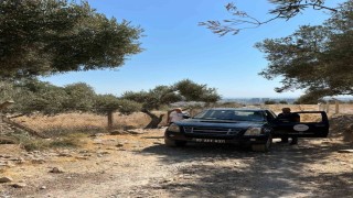 Sökede zeytin rekolte tahmin çalışmaları başladı