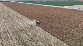 Son 65 yılın ek kurak yılının yaşandığı Amik Ovasında mısır hasadında rekolte kaybı yaşandı