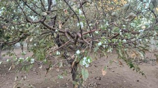 Sonbaharda ağaç çiçek açtı, görenler hayrete düştü