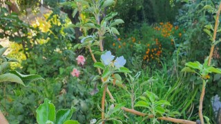 Sonbaharda bahar sürprizi: Elma ağacı çiçek açtı