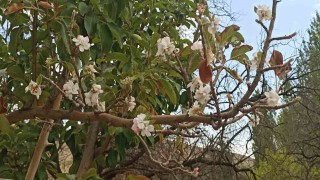 Sonbaharda çiçek açan ağaç görenleri hayrete düşürdü