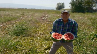 Sözleşmeli ekti 3 bin 500 ton karpuzu tarlada kaldı