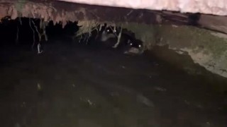 Su samurları sulama kanalında görüntülendi