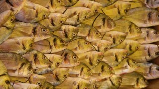 Su Ürünleri Derneği: En güvenilir protein kaynağı sularda