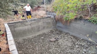 Sulama havuzuna düşen domuzu itfaiye kurtardı