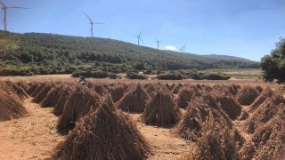 Susamda hasat zamanı yaklaşıyor