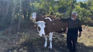 Süt sığırcılığı yapan ailelere 4 milyon 476 bin TL destek