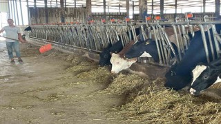 Süt üreticilerinden yem dayatmasına tepki