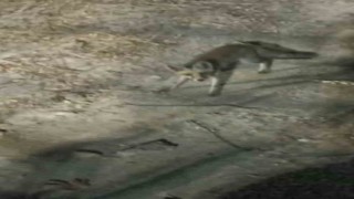 Tabiat parkına inen tilki piknikçiler tarafından görüntülendi