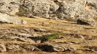 Tarihi Harput Mahallesinde dağ keçileri görüldü