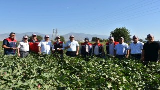 Tarım İl Müdürü Temiz: Pamuk Aydın için stratejik bir ürün