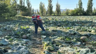 Tarım ürünlerinin tarladaki kalite kontrolleri devam ediyor