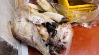 Tarım ve Orman Bakanlığı: Uygunsuzluk tespit edilen bin 316 kilogram ürün imha edildi