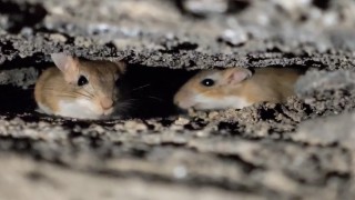 Tatvanda nesli tehdit altındaki Arap tavşanları görüntülendi