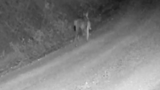 Tavşan avlayan vaşak