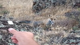 Tavşanlı Şaban Dede mesire alanında tilki ile dostluk