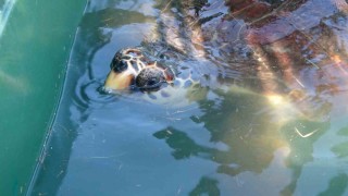 Tedavileri tamamlanan 5 deniz kaplumbağası denizle buluştu