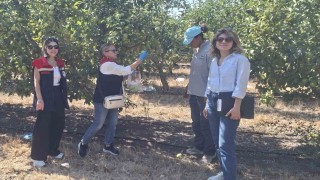 Tekirdağda hasat öncesi pestisit denetimleri yapılıyor