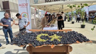 Tekirdağda üzüm şöleni: Onlarca yeni çeşit tanıtıldı